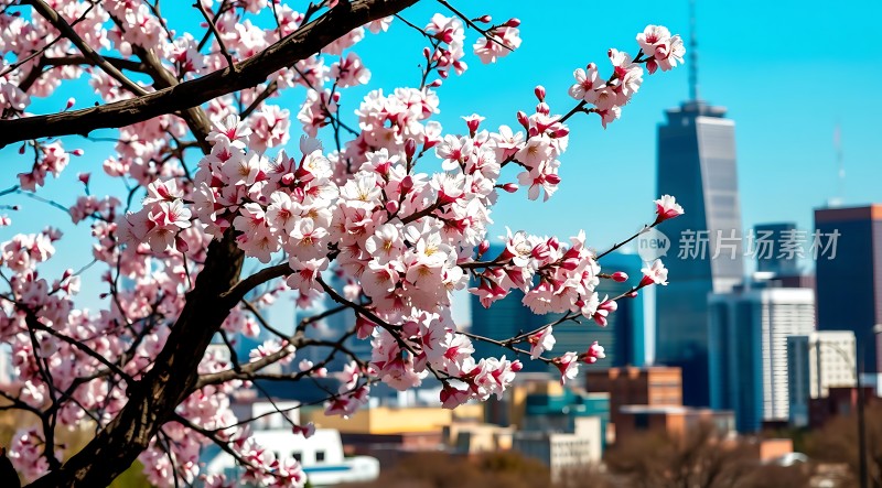 春日樱花绽放城市天际线