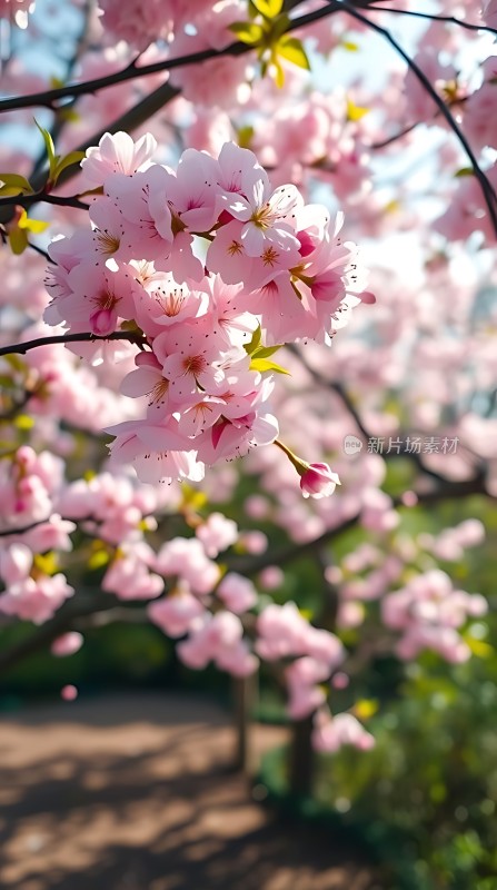 春日樱花烂漫时