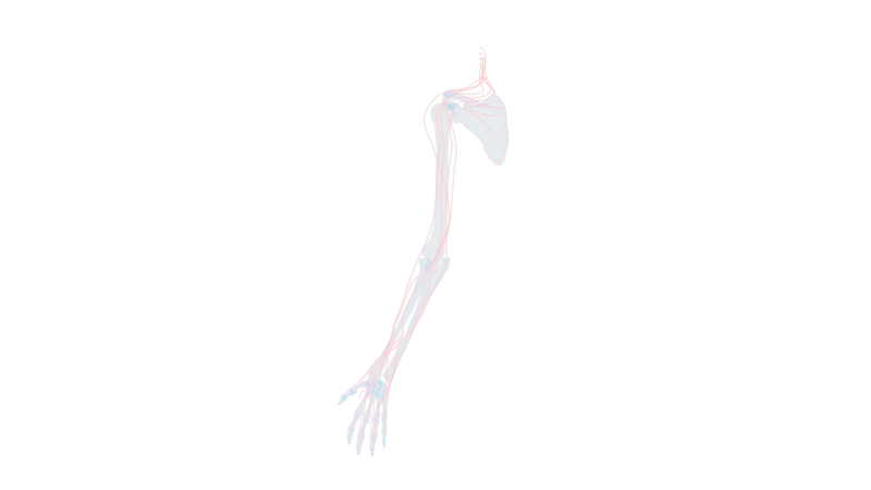 手部神经系统 循环系统上肢上臂血管9