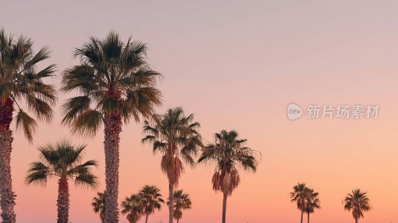 夕阳下的棕榈树美景