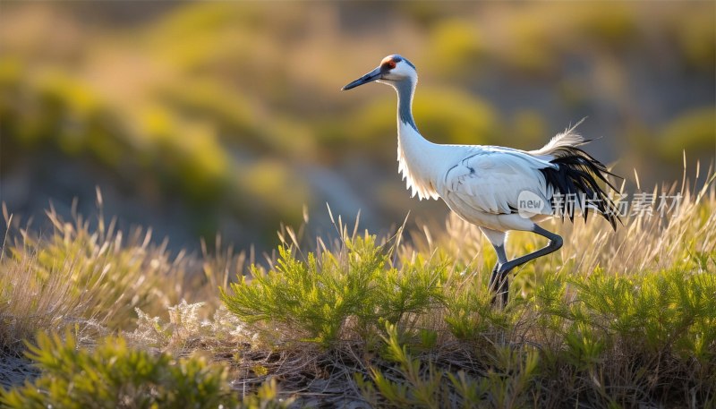 小佛罗里达鹤登沙丘
