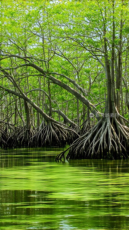 **红树林绿意盎然**