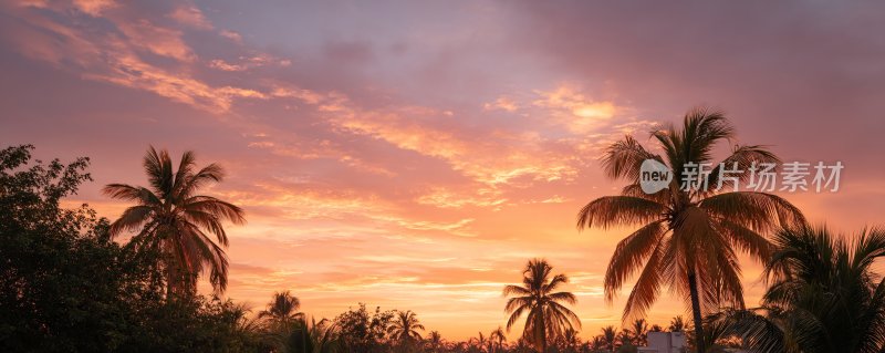 夕阳下的棕榈树美景