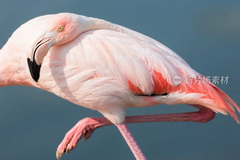 火烈鸟特写摄影