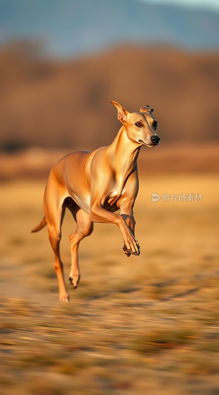 风驰电掣之猎犬