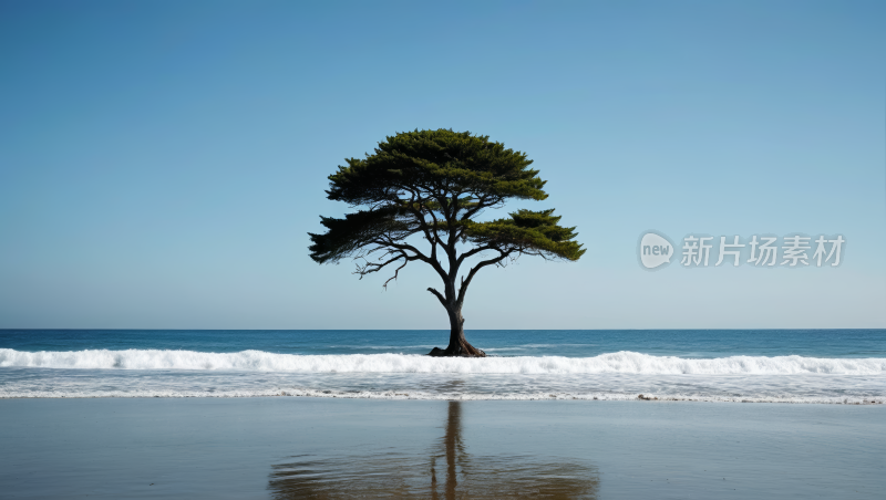 海滩上的一棵树风景风光高清图片