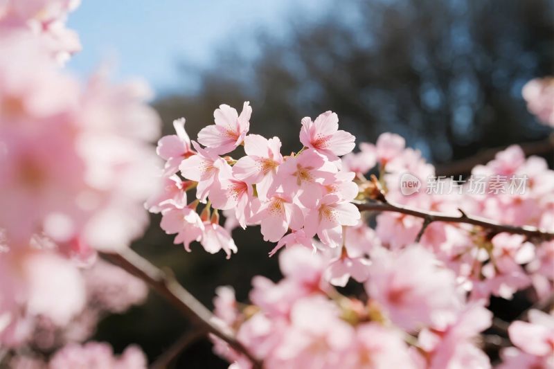 樱花盛开春日美景