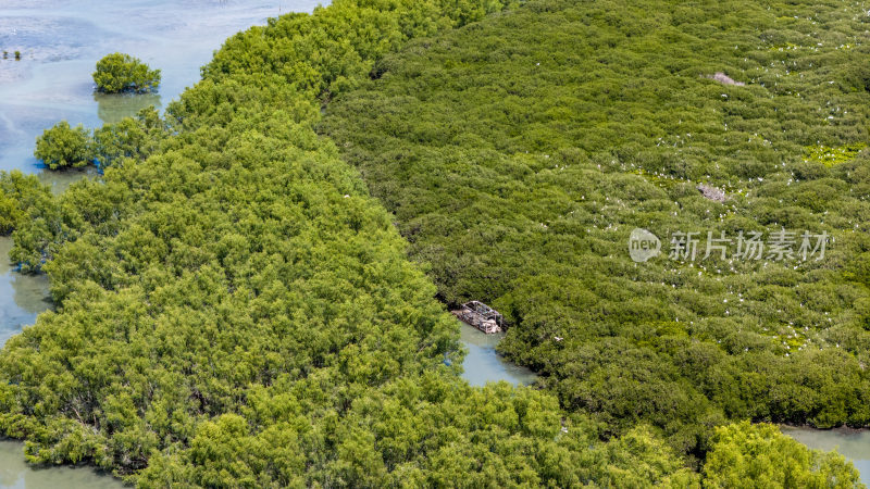 惠州盐洲海洋湿地公园-红树林湿地风光