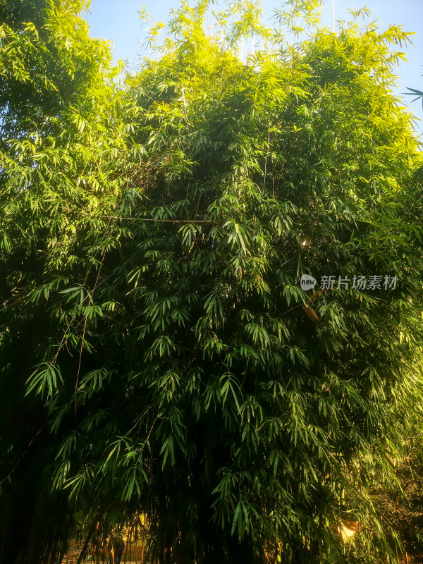 竹林竹叶植物摄影图