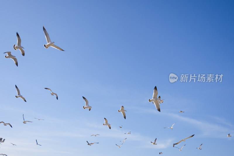 蓝天大海沙滩海鸥飞翔生态保护自然风景