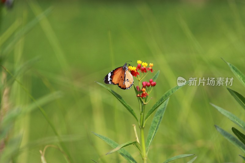 蝴蝶恋花