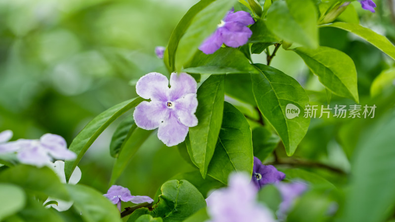 双色茉莉开花特写