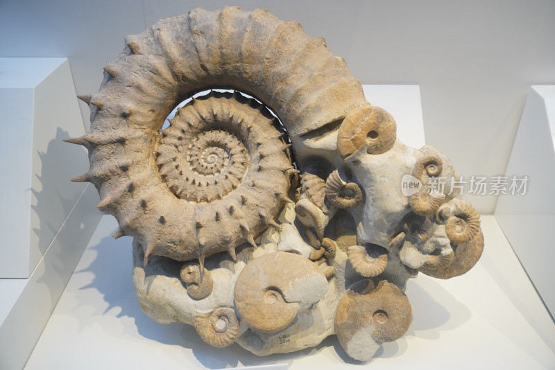 白垩纪变形菊石群体化石标本