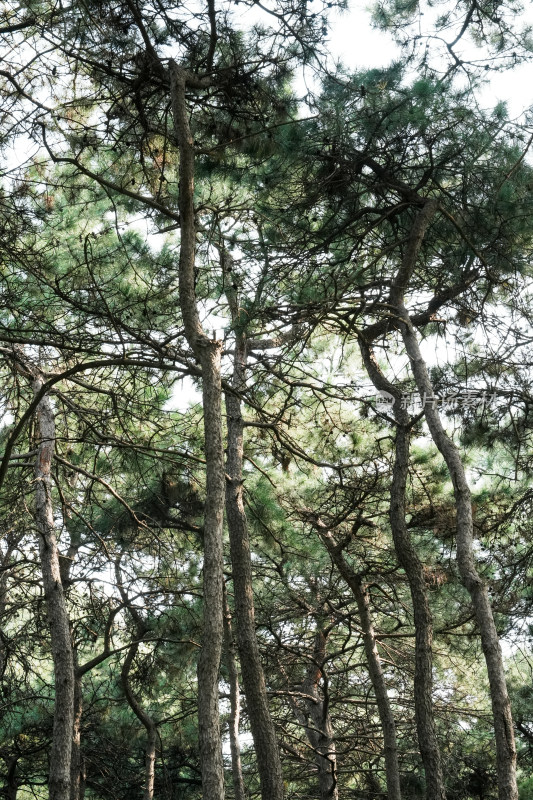 北京圆明园公园树林风景