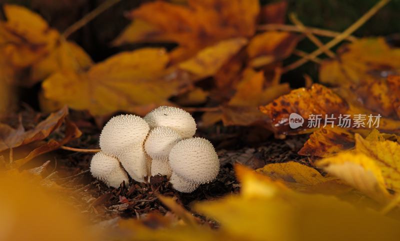 秋天落叶堆里的白色菌菇