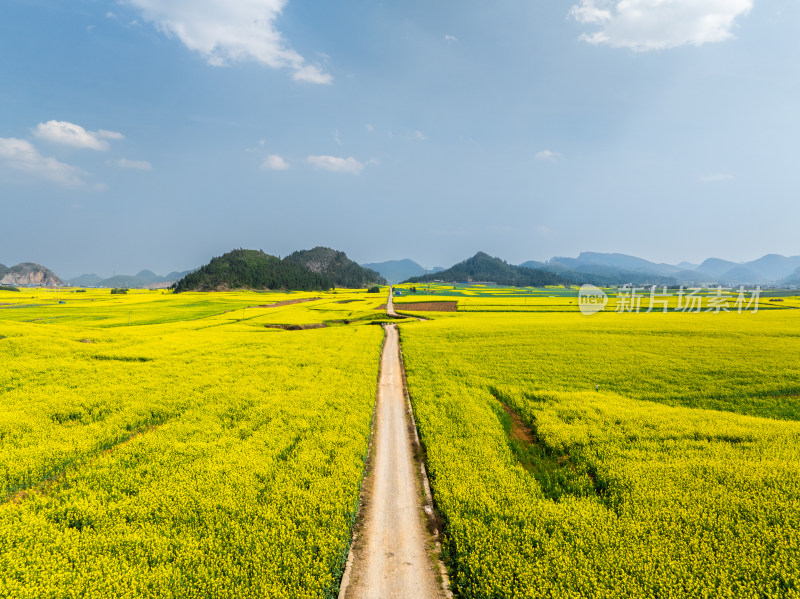 云南罗平油菜花海