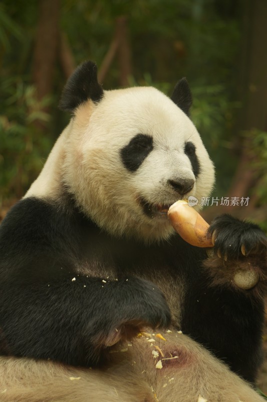 大熊猫萌萌吃竹笋的可爱模样