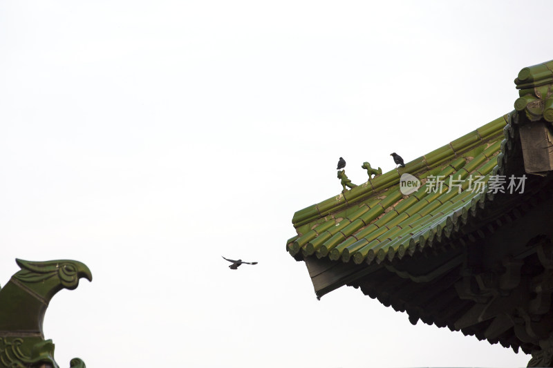 古建筑飞檐与飞鸟