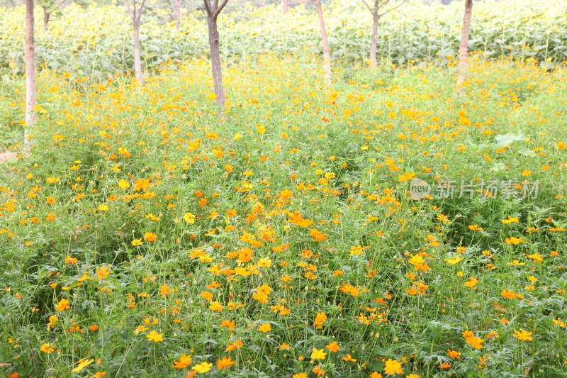 野菊花系列