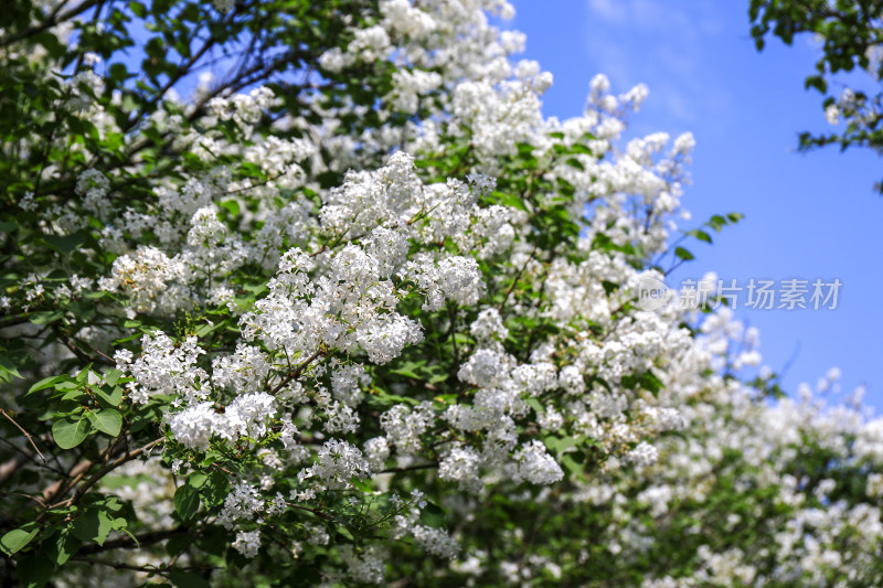 白色丁香花