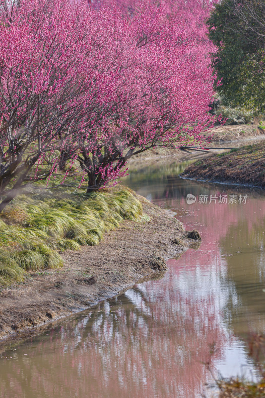 花开海上梅花节