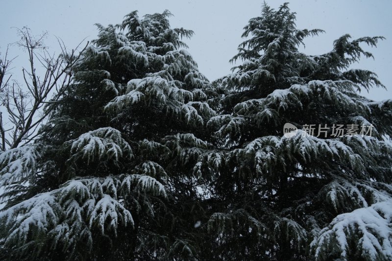 积雪的龙爪松