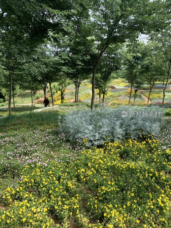 景观-绿色草地充满春天的鲜花-户外旅游景观