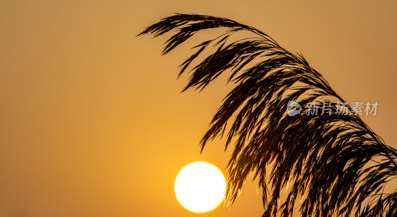 夕阳下芦苇丛风景