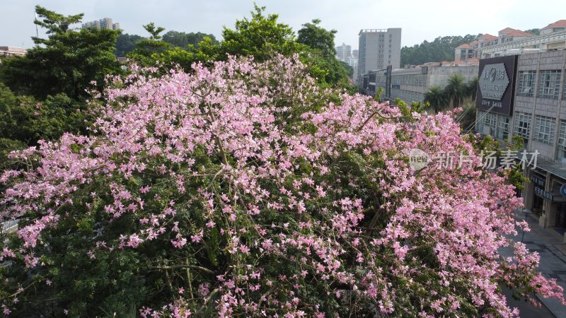 广东东莞：美丽异木棉盛开