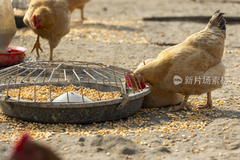 生态养殖养鸡鸡群散养鸡走地鸡