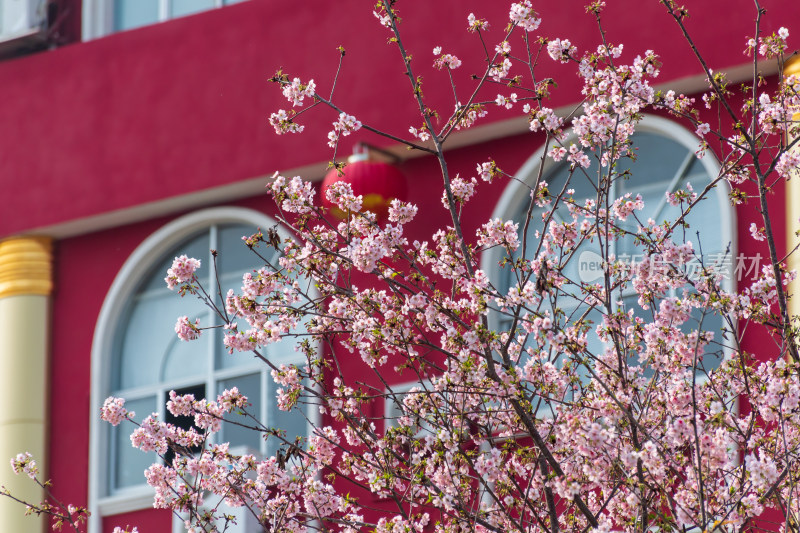 红墙建筑旁盛开的樱花树