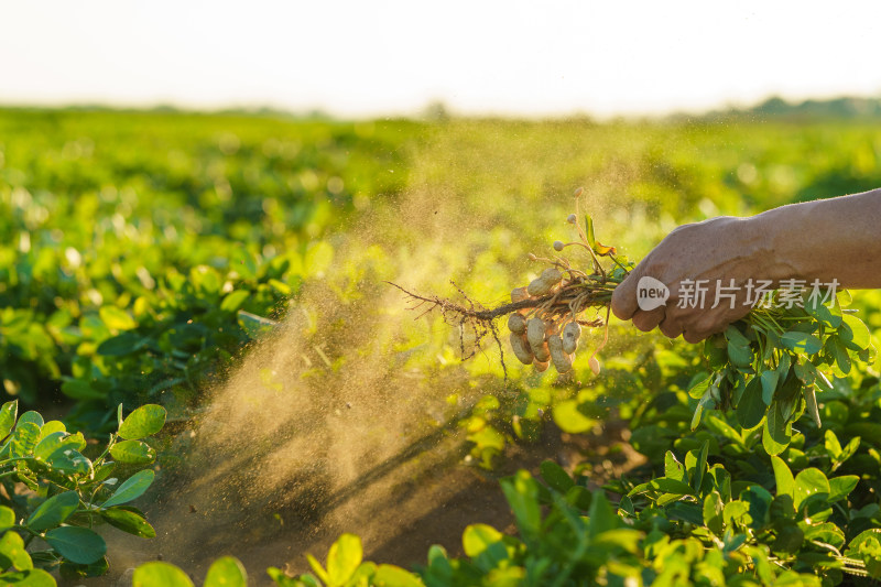 中国东北八月份的花生田