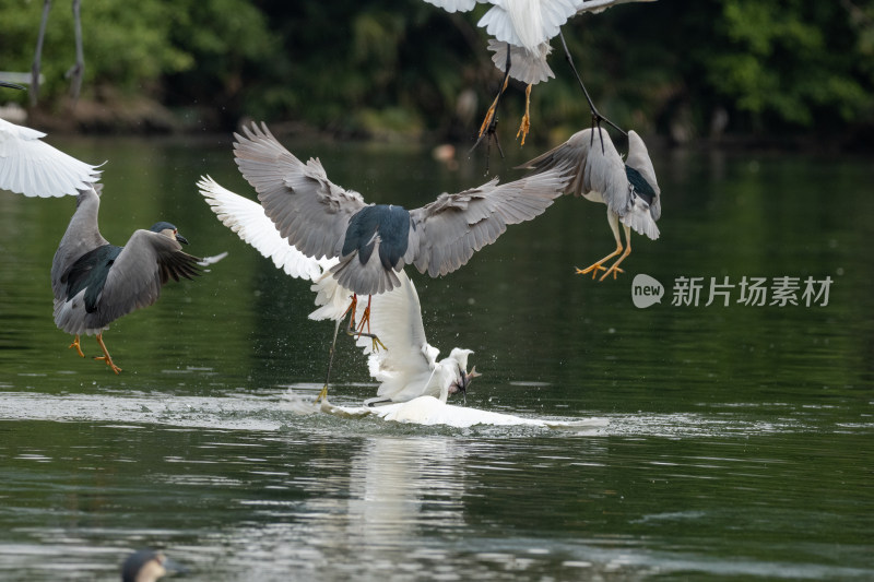 池鹭捕鱼