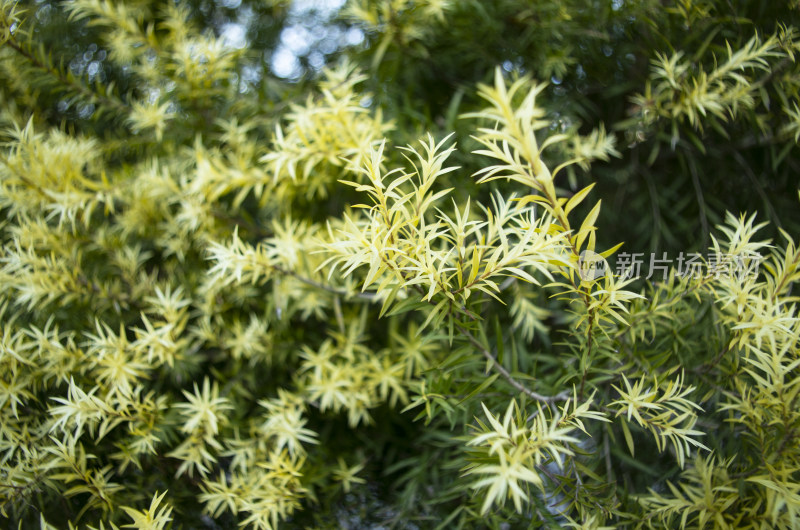 黄金串钱柳（植物背景）