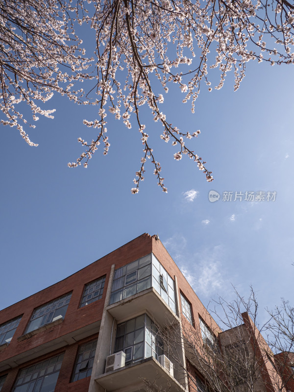 春日桃花特写