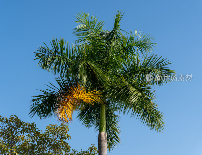 蓝天下棕榈树的俯视图