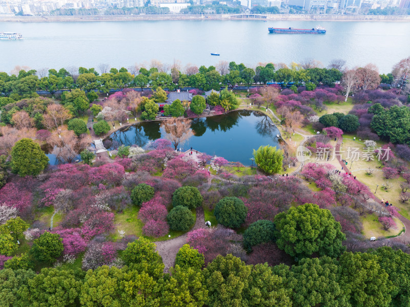 长沙橘子洲梅园梅花