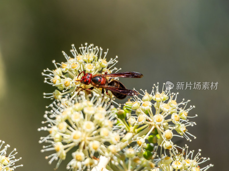 八角金盘基胡蜂