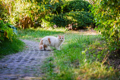 猫在小路上行走