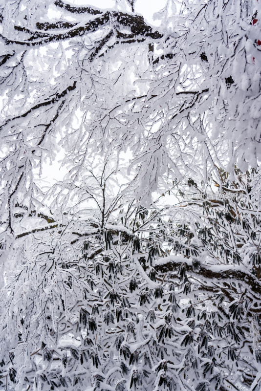 冬季大雪树木雾凇雪挂