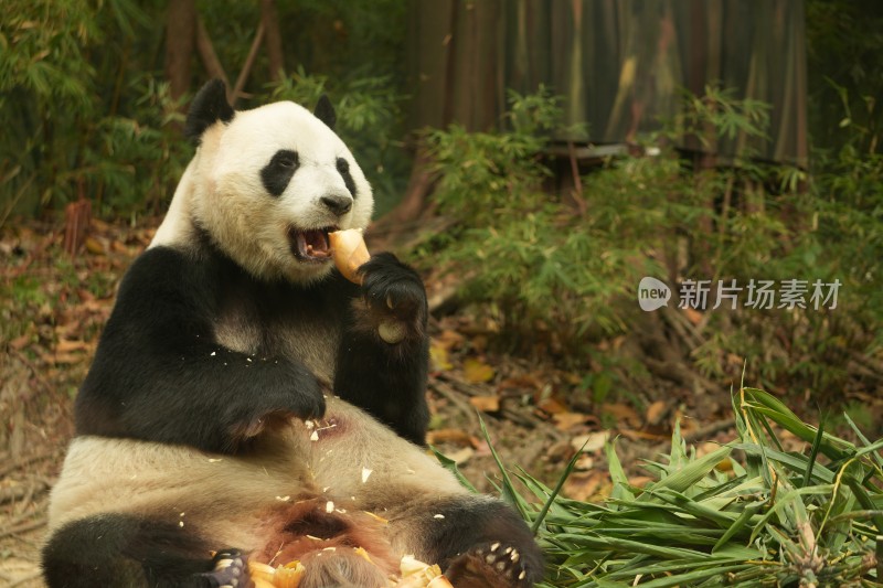 大熊猫萌萌采食画面