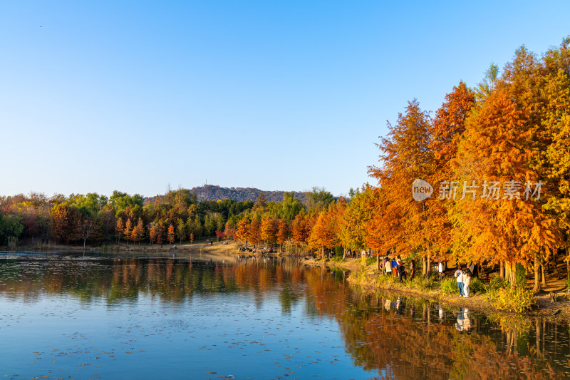 南京秋天树林风景