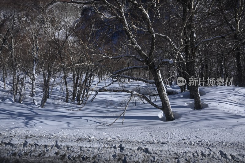 雪后树林景观，地面与树木皆覆盖白雪