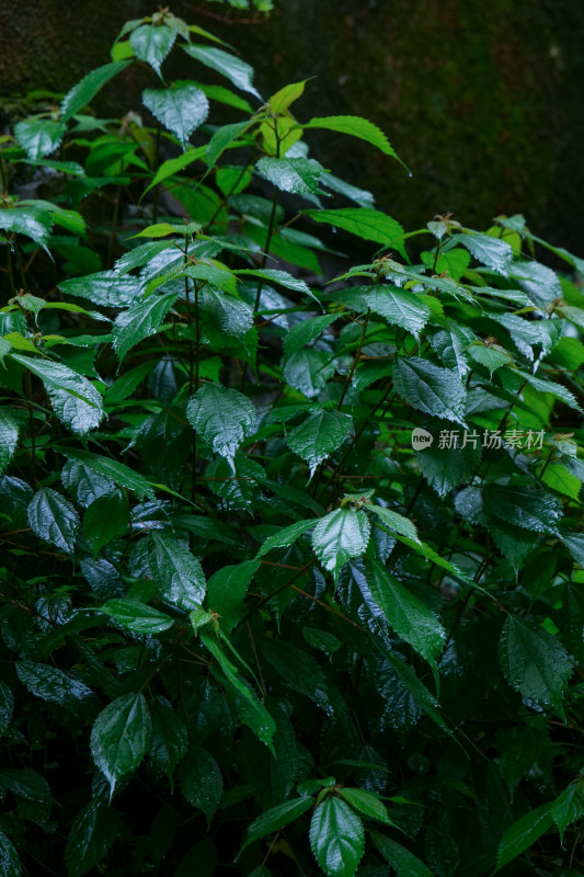 雨天清新植物特写