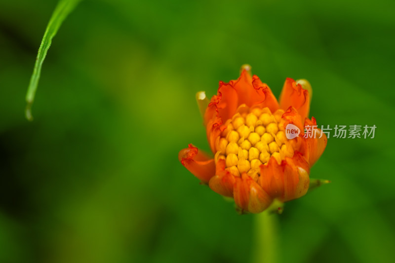 硫华菊微距特写