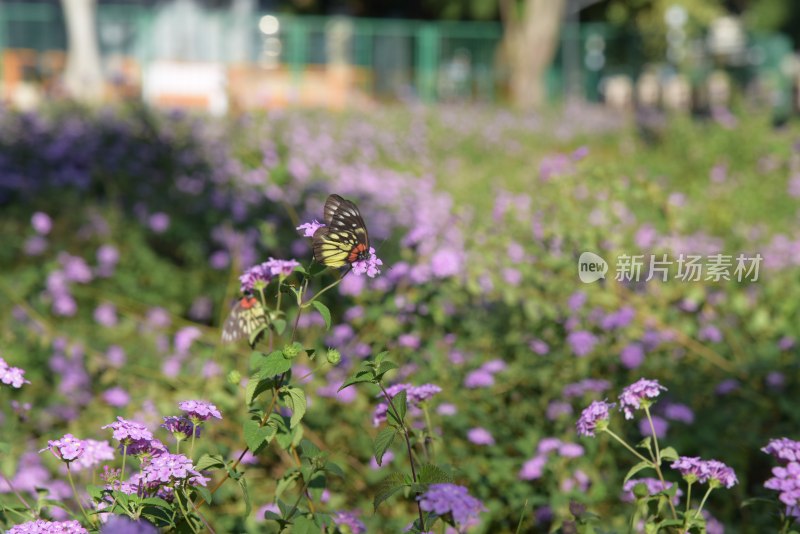 广东东莞：蝶恋花