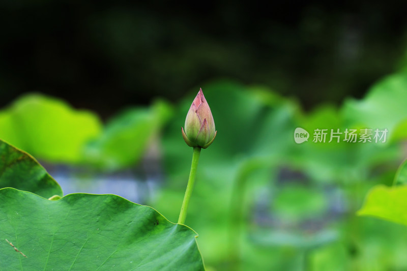 含苞待放的荷花花骨朵