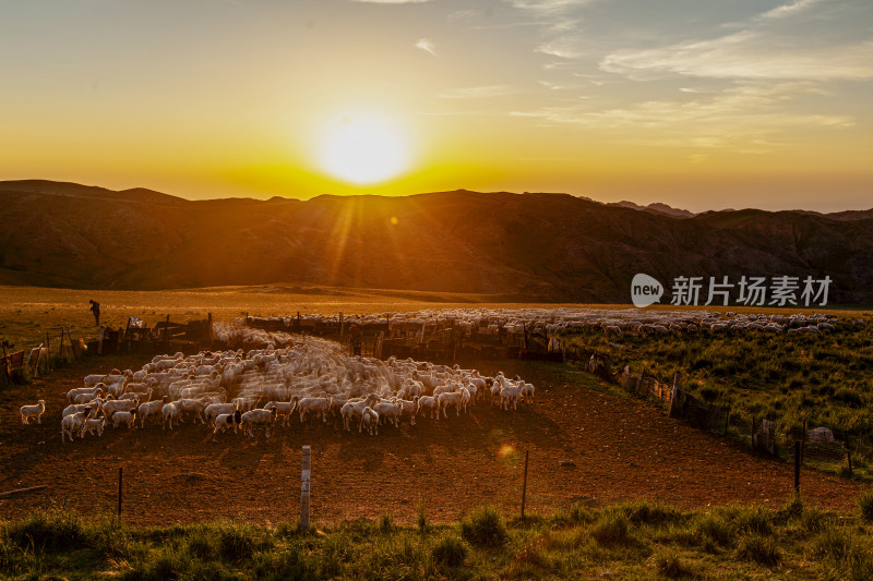 夕阳下草原上牧民放牧的羊群