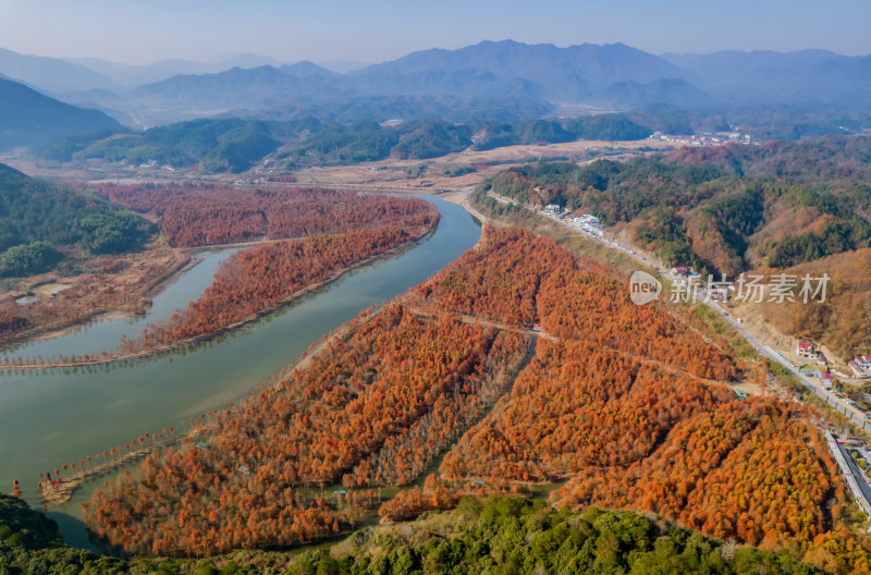 深秋皖南川藏线落羽杉林