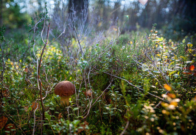 菌类山菌野生菌野生菌蘑菇生长环境